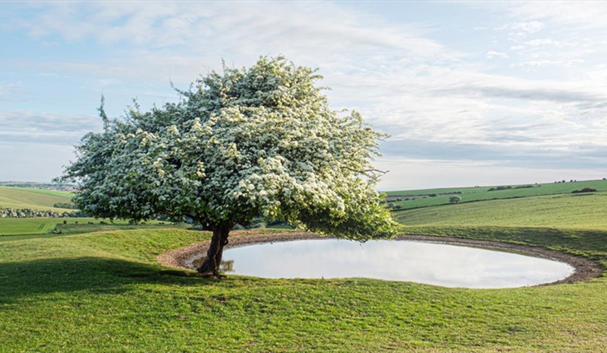 Sussex Tree Festival