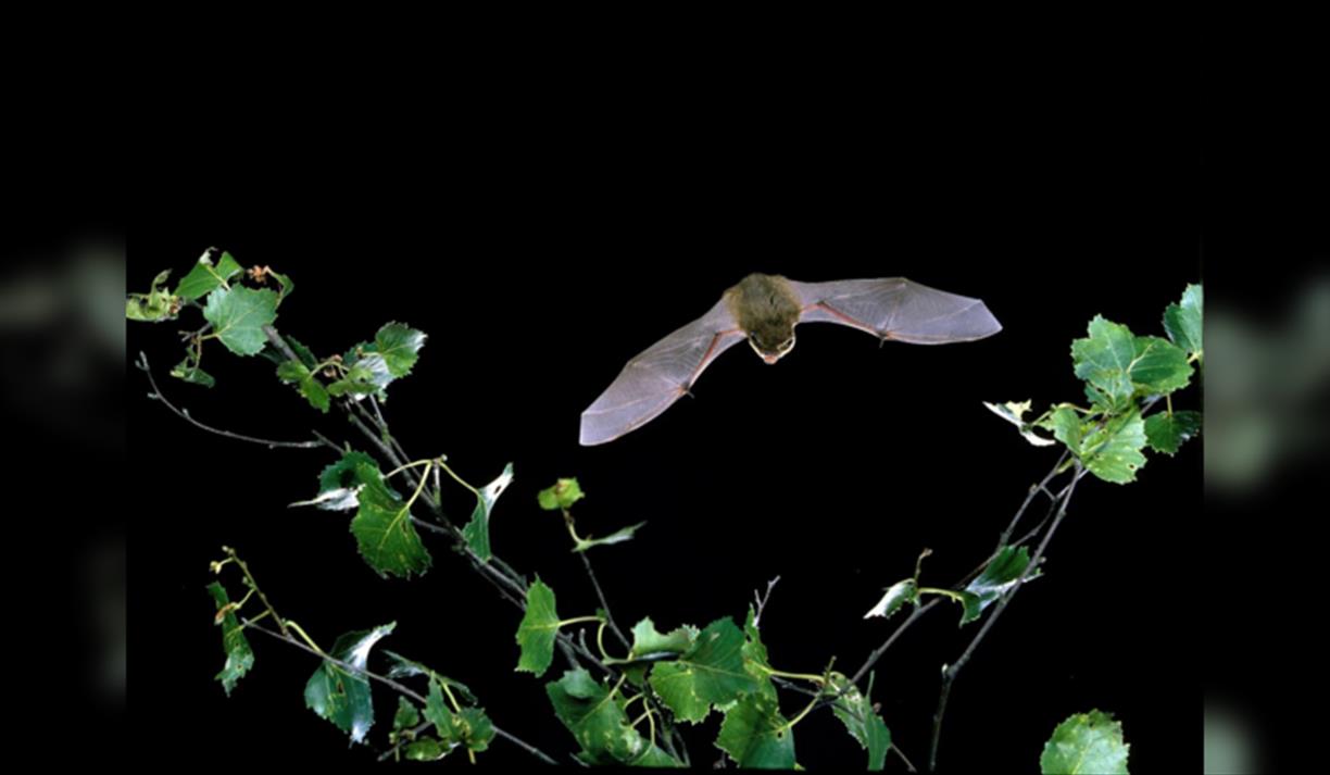Evening Bat Walks