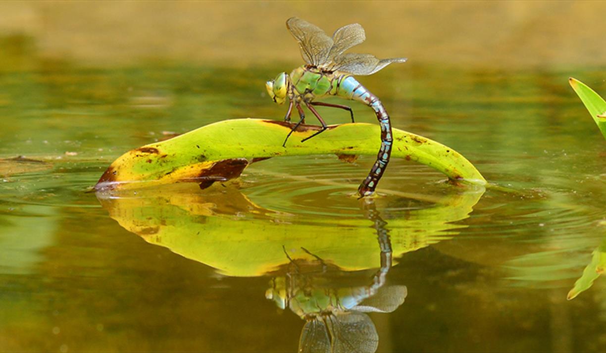 Dragonfly Photography Walk