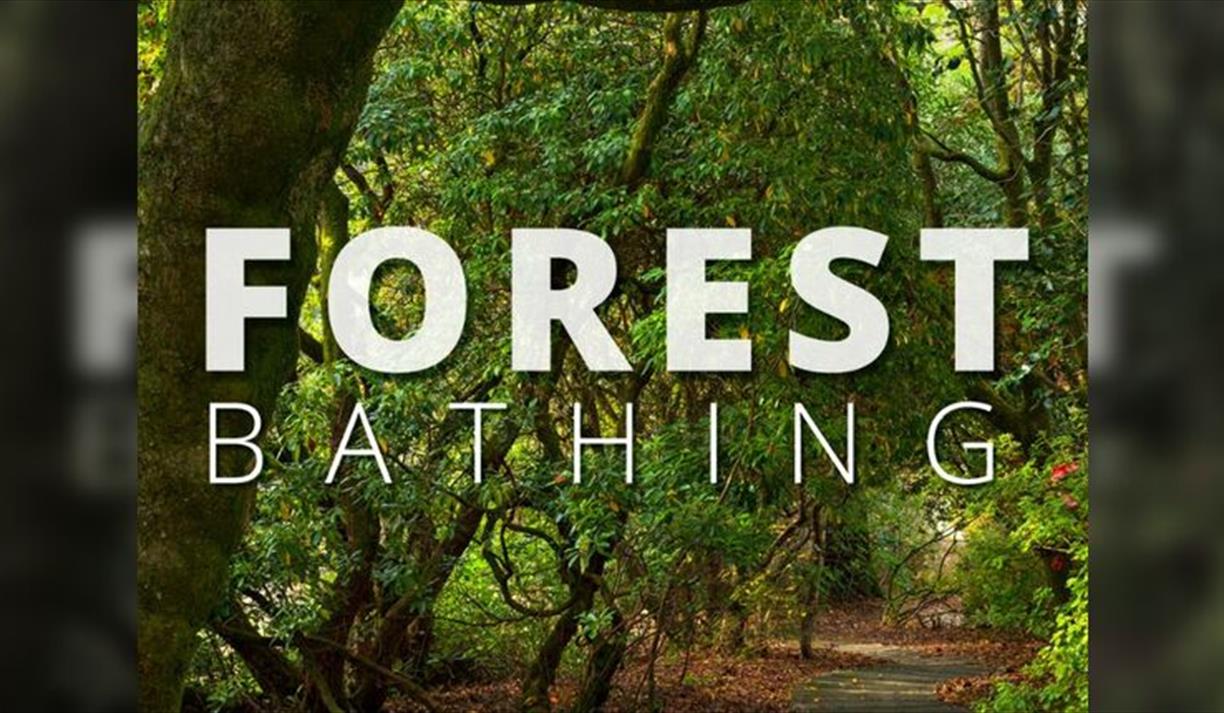 Forest Bathing