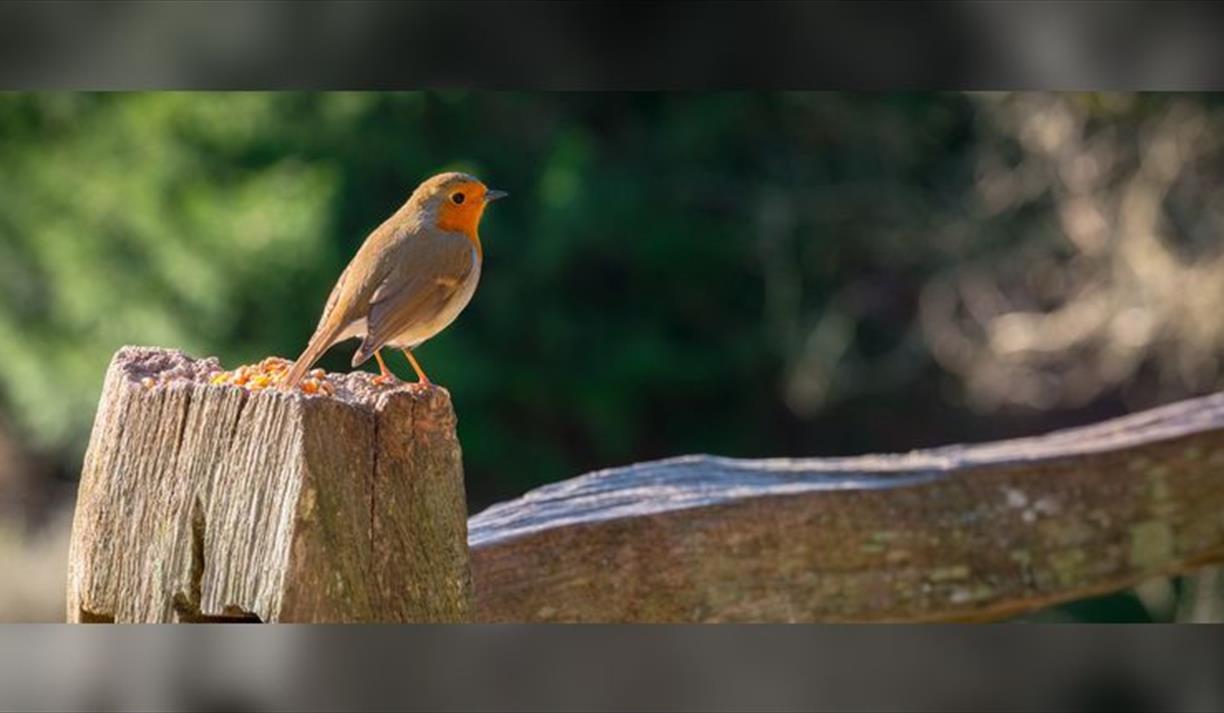 Dawn chorus walk