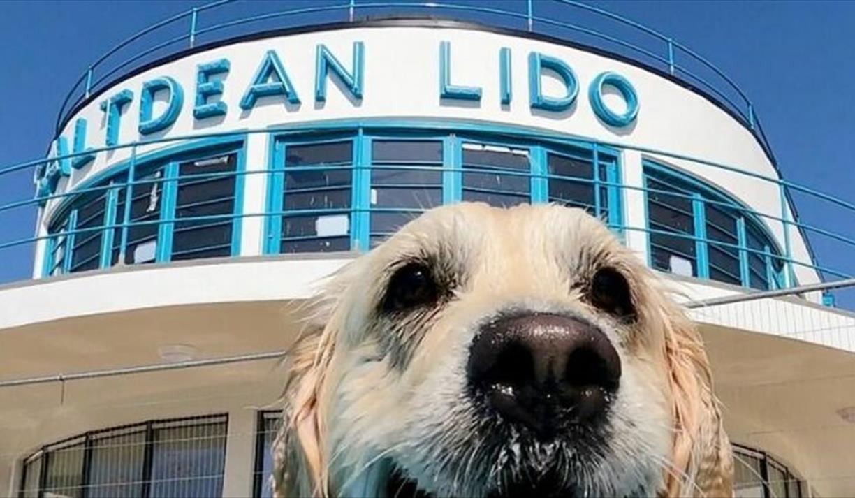 Saltdean Lido Dog Swim 2026 - Spaniels