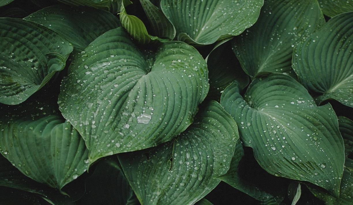 Green plants with water droplets on leaves