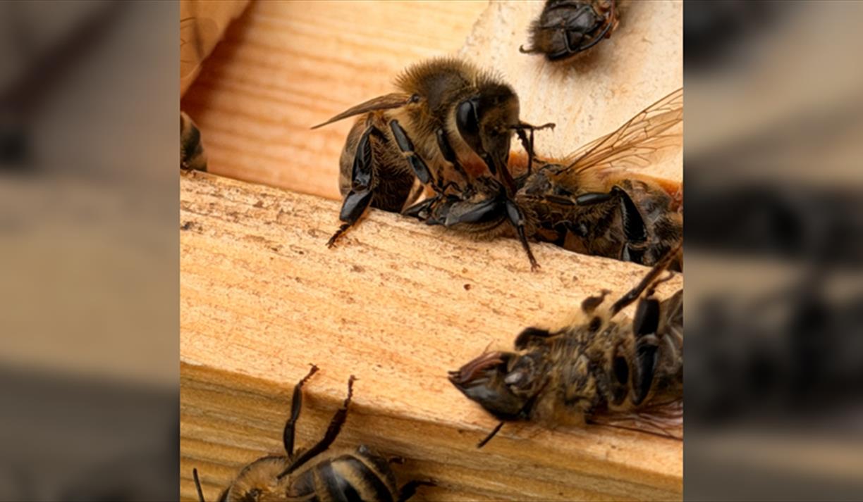 Behind the Hives: Bee Tour & Talk