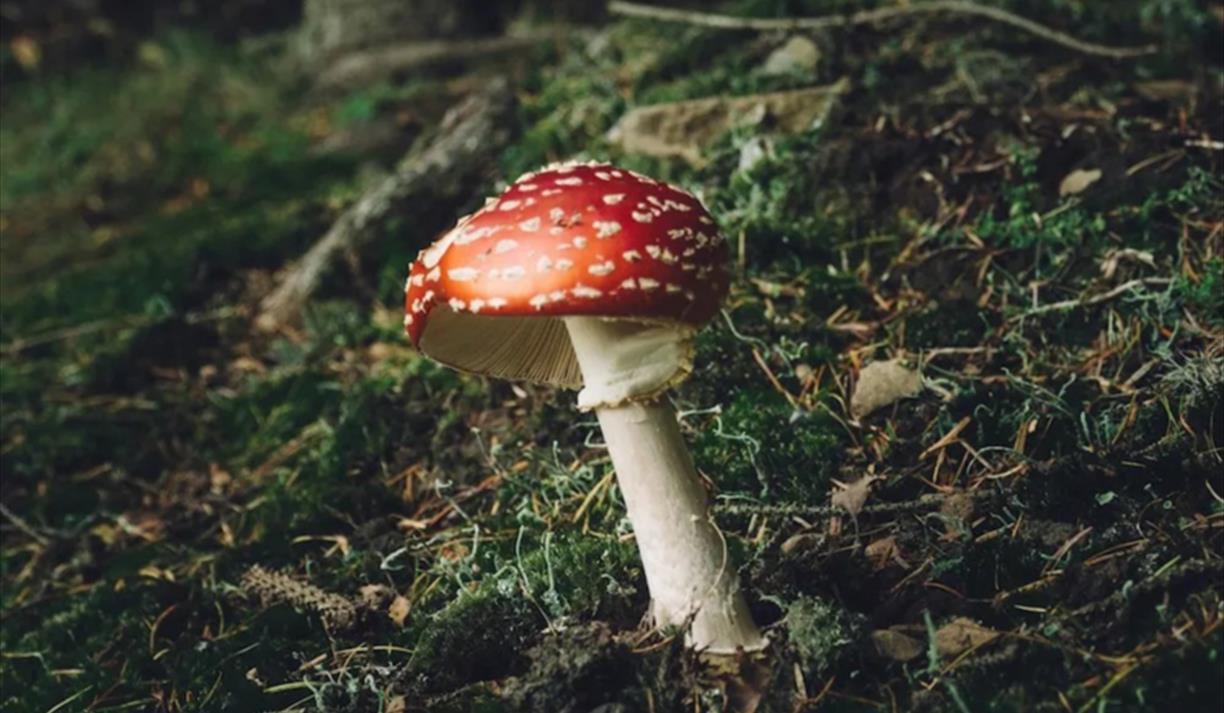 Fungi Walk