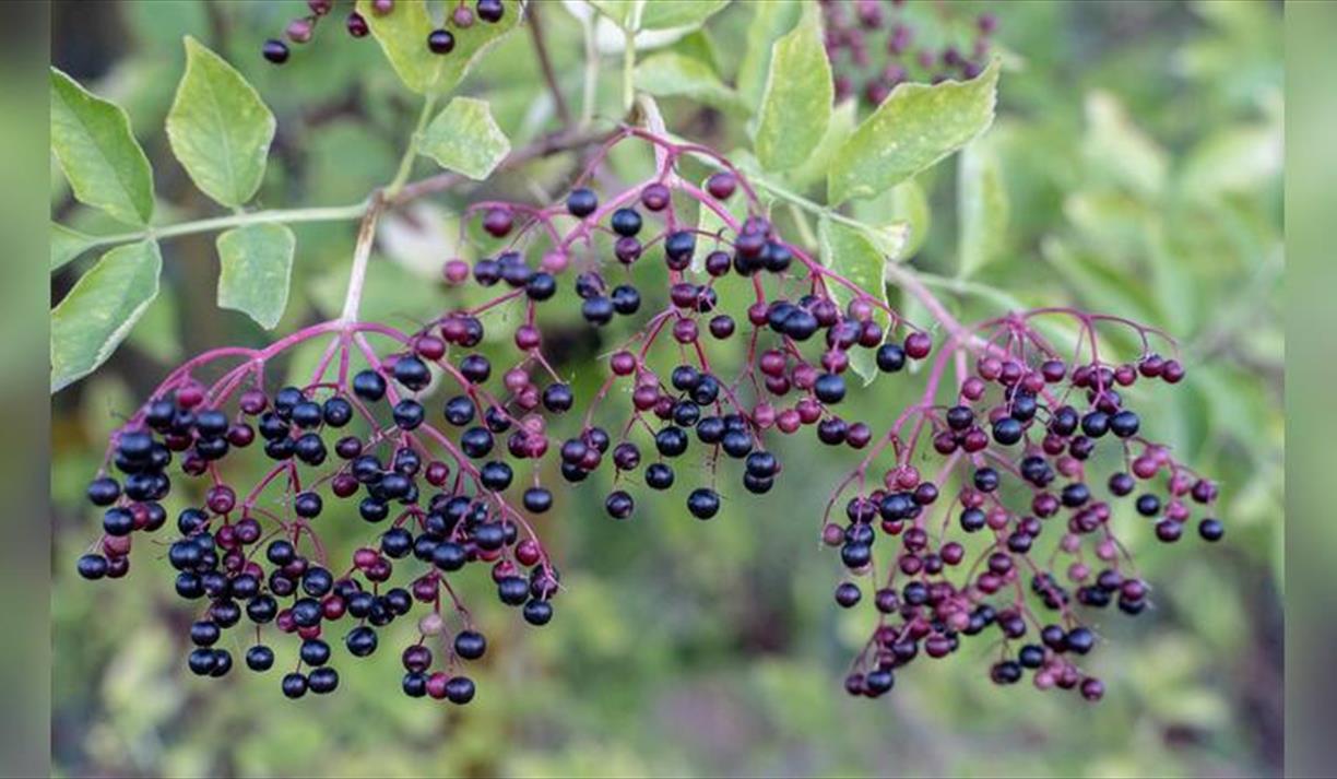 All About Elderberry Tasting