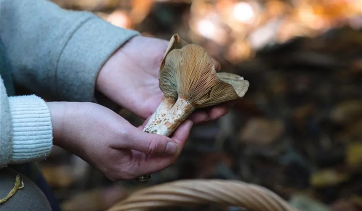 Autumn Foraging Walk with Terra Vitum