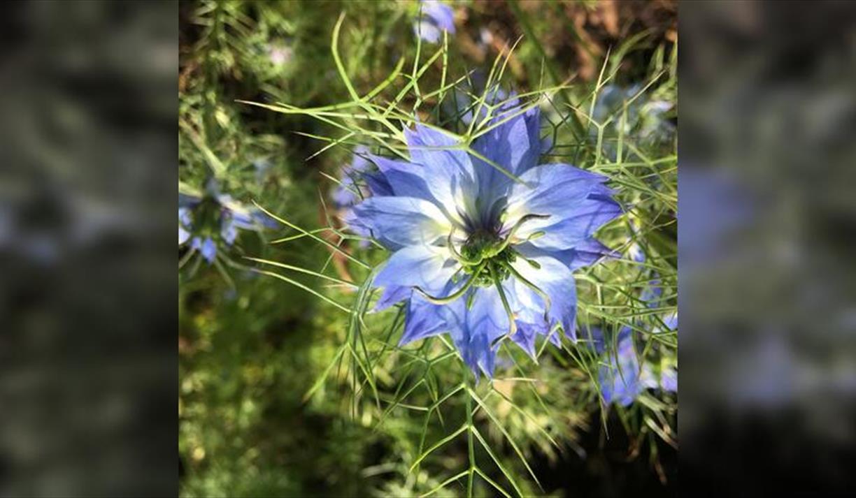 The Nature of Poetry - Summer Edition