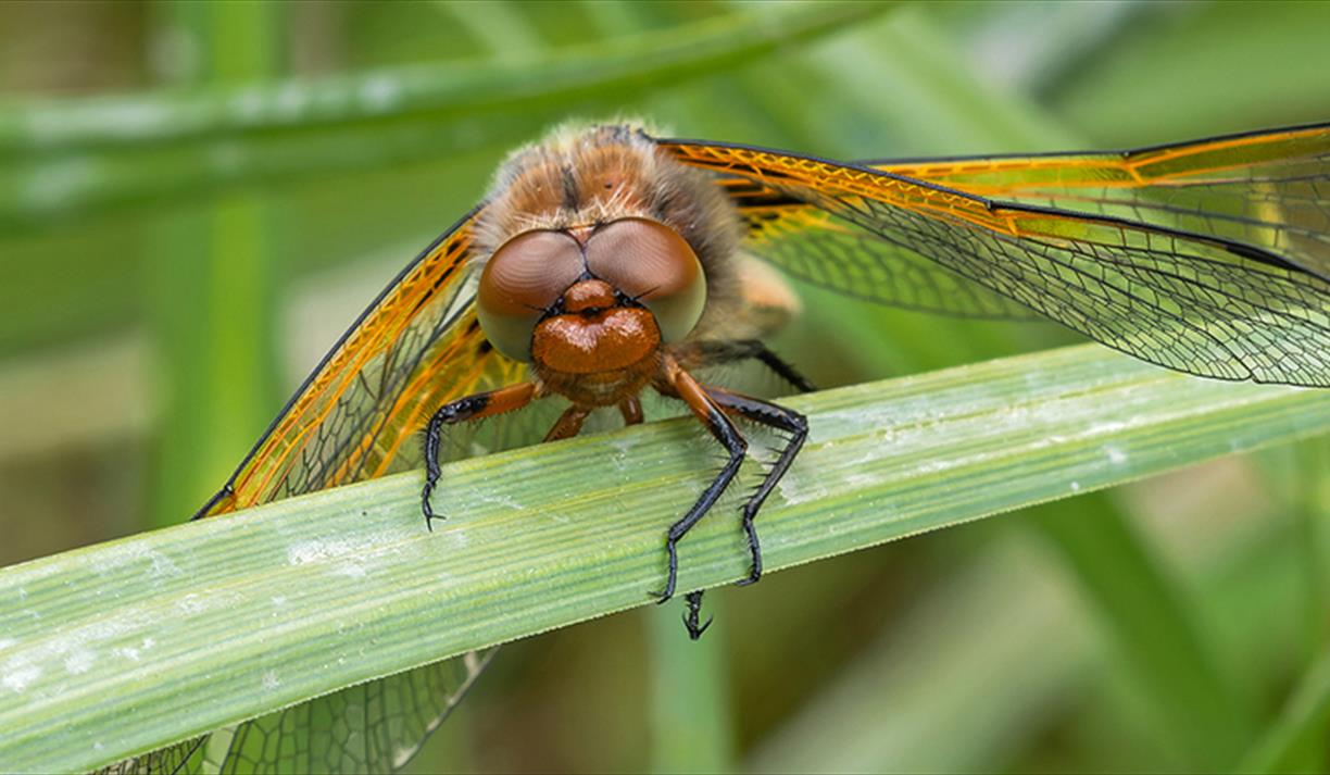 Dragonfly Foot Safari