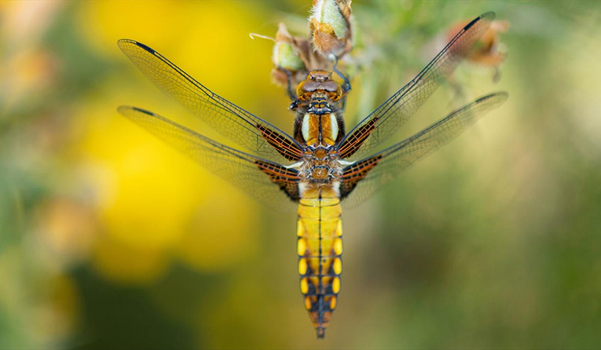 Dragonfly Science Shows & 30