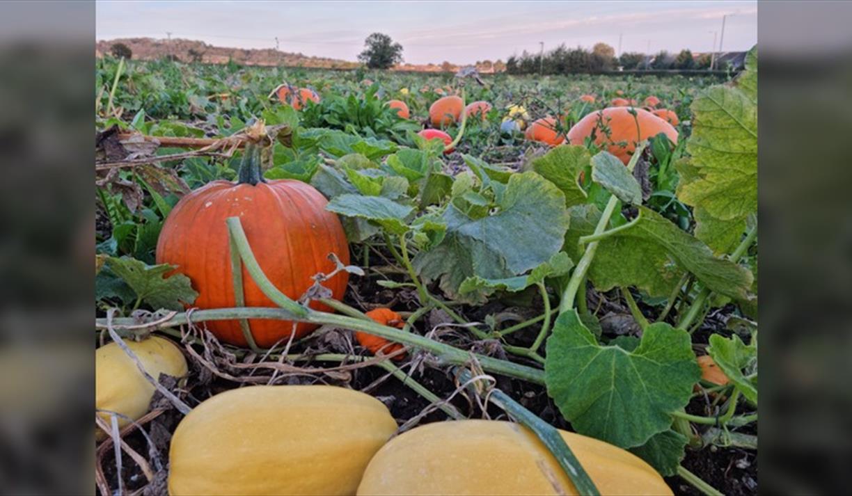 Sompting Pumpkins
