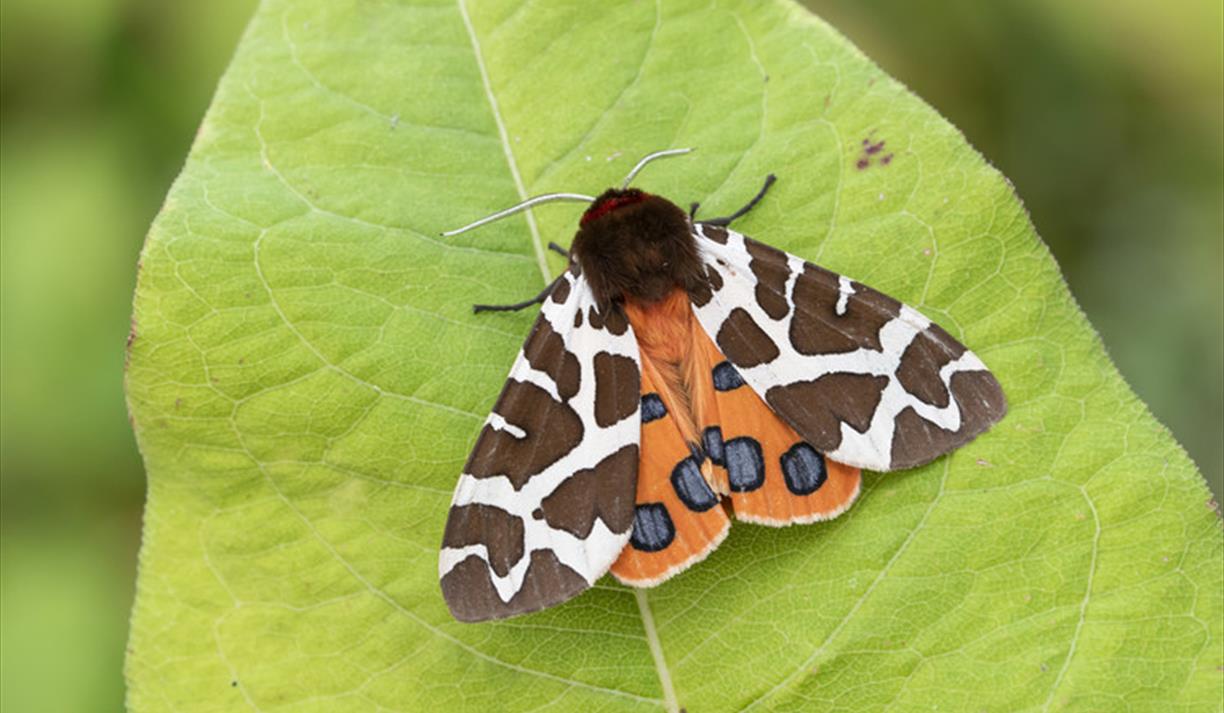 Moth Morning