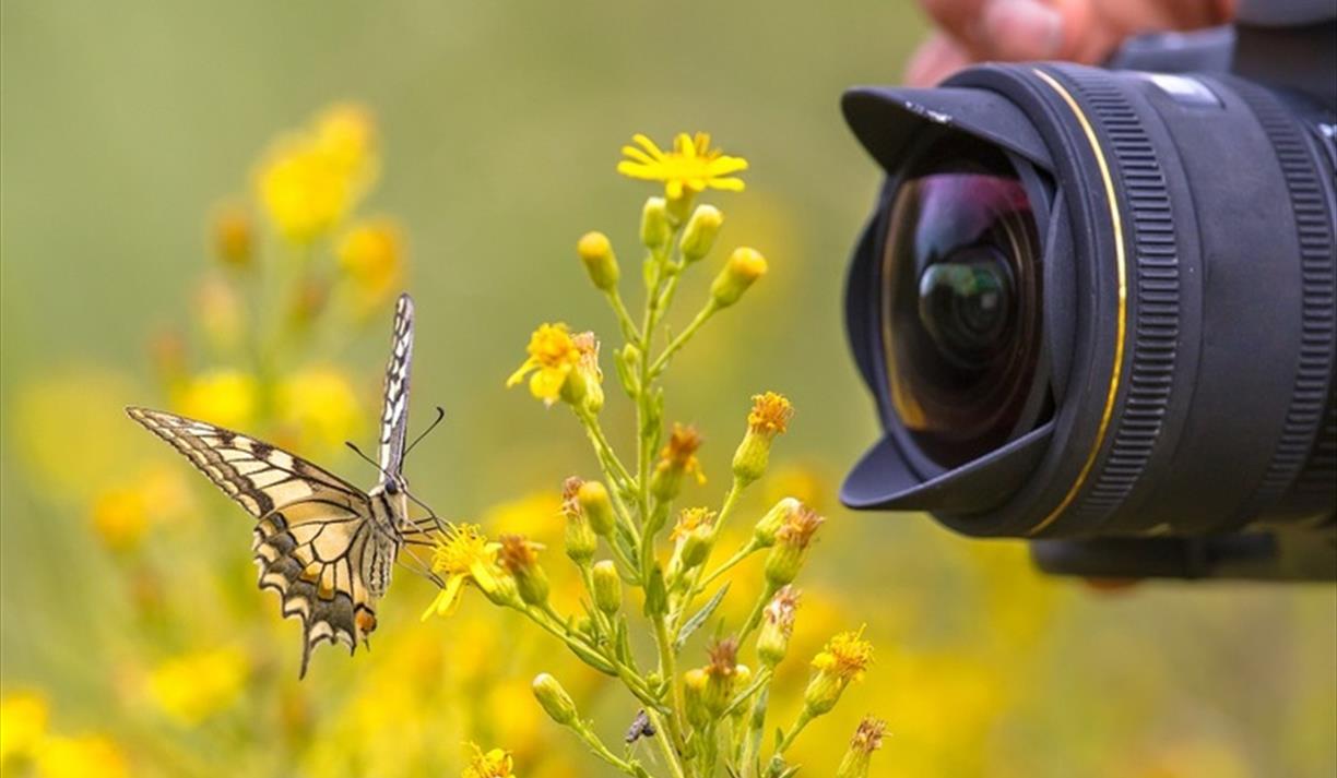 Summer Blooms Photography Workshop with Molly Hollman