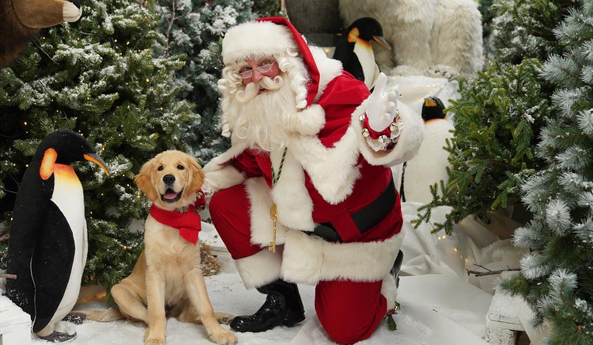 Festive Santa Paws 2024