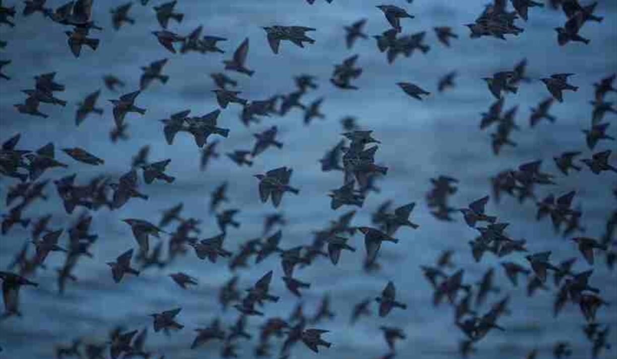 Into the Heart of the Murmuration: Talk by Steve Geliot
