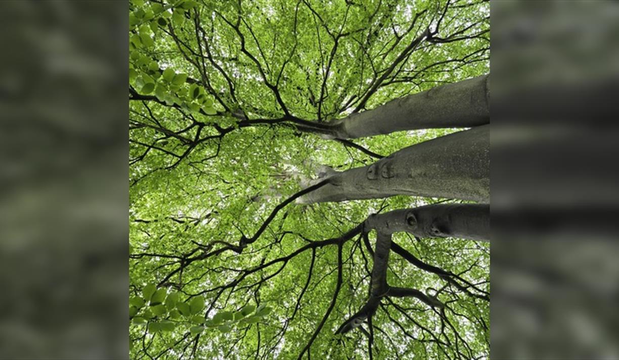 Forest Bathing: A Nature-Based Wellbeing Experience