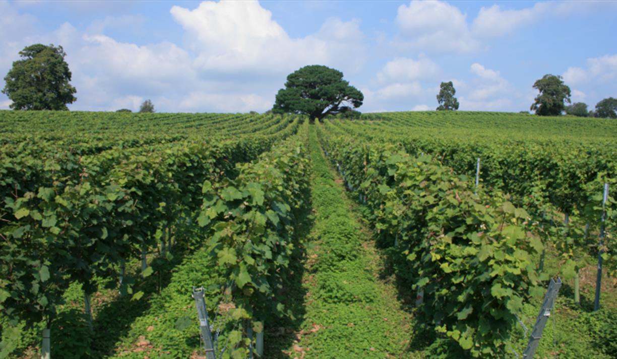 Vineyard
