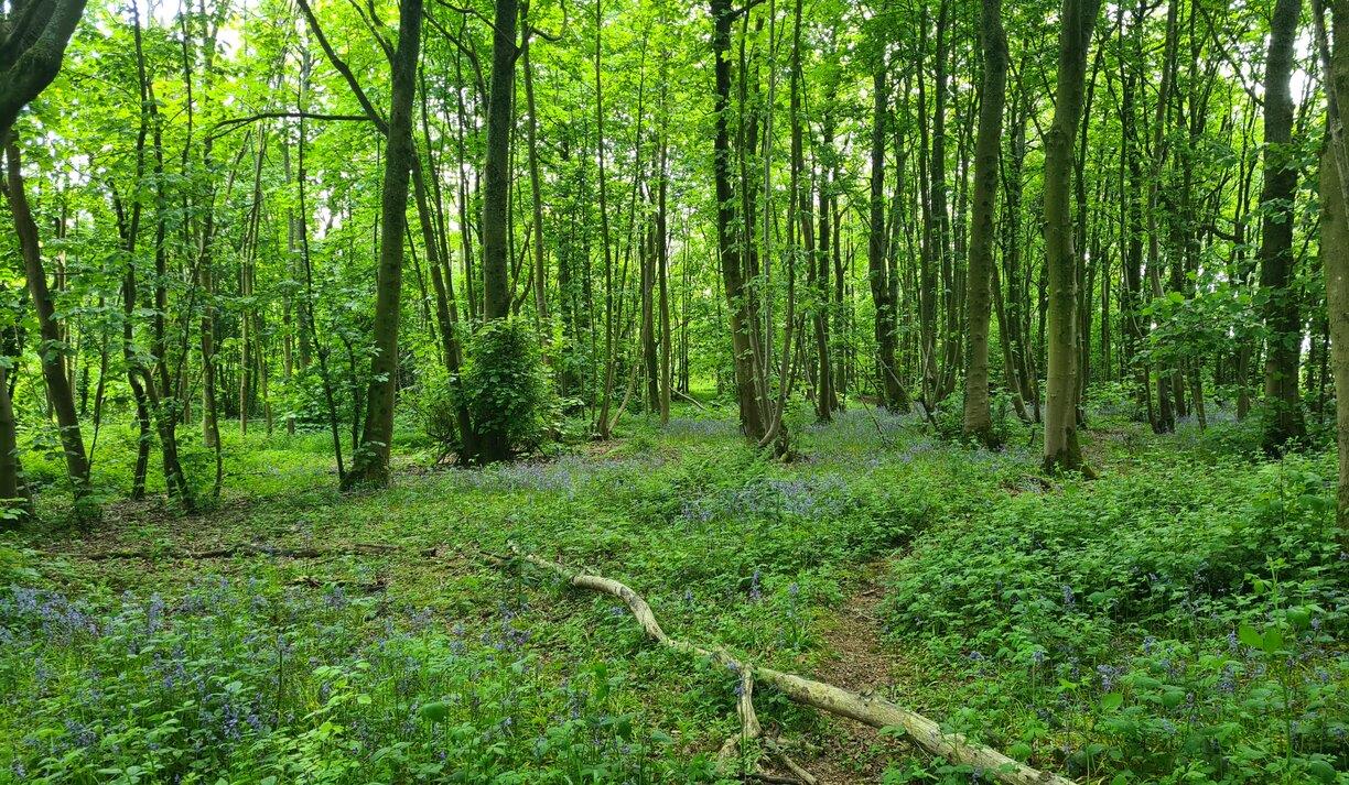 A sea of bluebells in a wooded area of Stanmer Park.