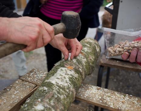 Mushroom Cultivation