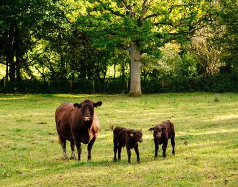 Trenchmore Farm's Summer Market 1.0