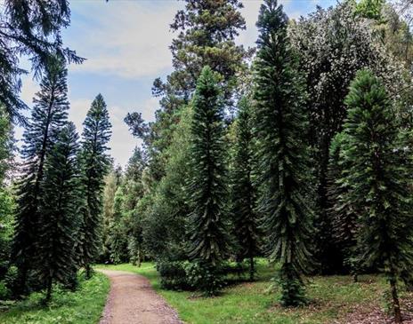 Summer forest bathing
