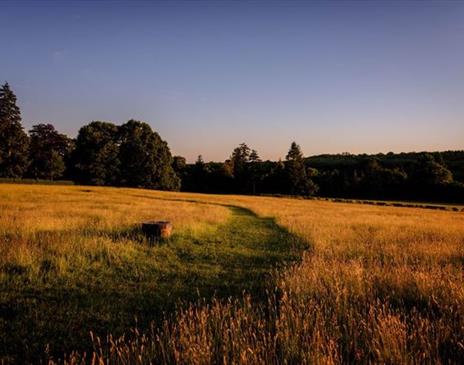 Summer Evening Meadow Walks