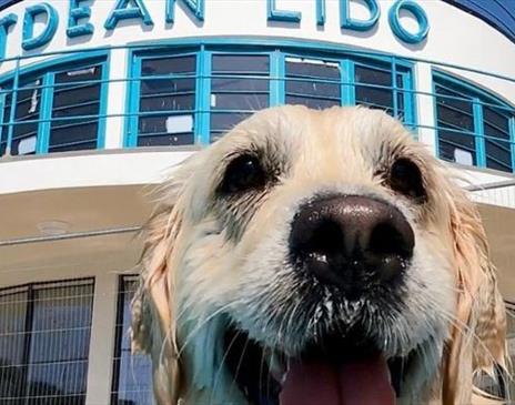 Saltdean Lido Dog Swim 2025 - Poodles