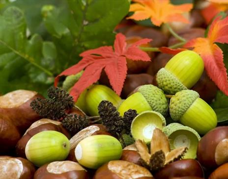 ‘Forest Floor’ - Botanical Art Class with Penny Sanderson