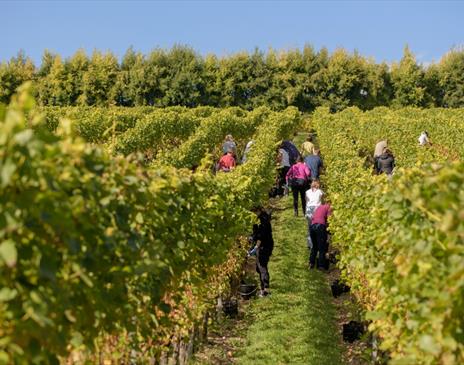 People walking amongst the rows of vines at Wiston