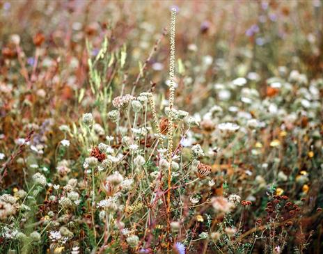 Wildflowers in a field