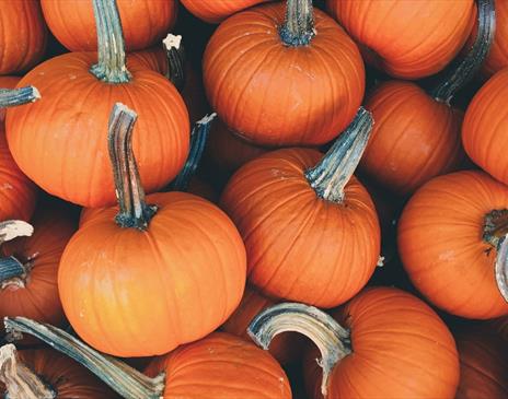 Pile of small orange pumpkins