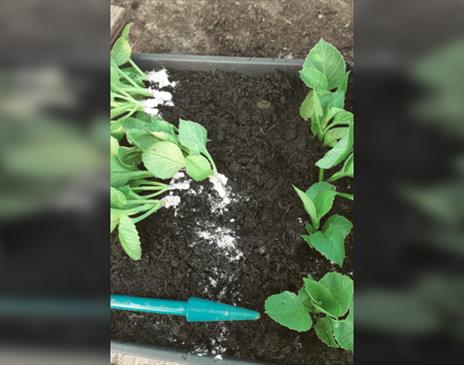 Withypitts Dahlias Propagation Workshop