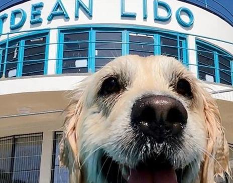 Saltdean Lido Dog Swim 2025 - LARGE DOGS (OVER 35KGS) ONLY