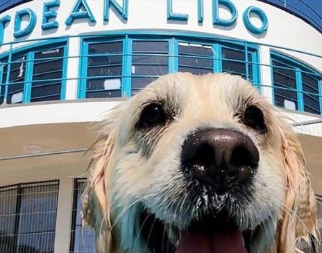 Saltdean Lido Dog Swim 2025 - Golden Retrievers