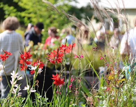 Specialist Autumn Plant Fair