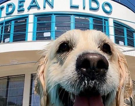 Saltdean Lido Dog Swim 2025 - German Shepherds