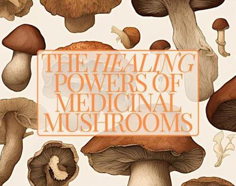 The Healing Power Of Medicinal Mushrooms