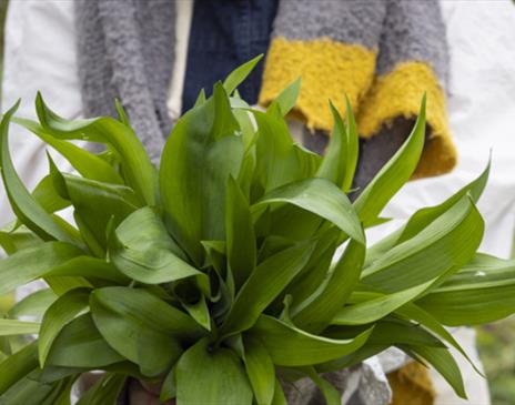 Wild Garlic Foraging & Baking Workshop