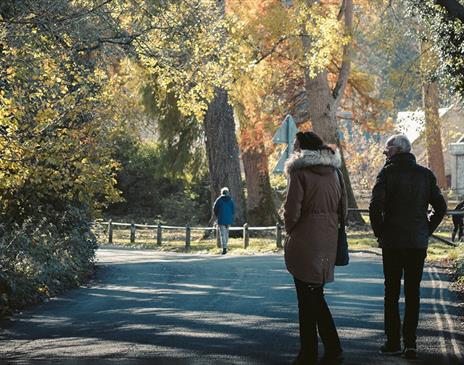 People walking in a park with trees