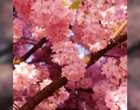 Summer School 2025 - Acting Intensive: Stanislavski & The Cherry Orchard