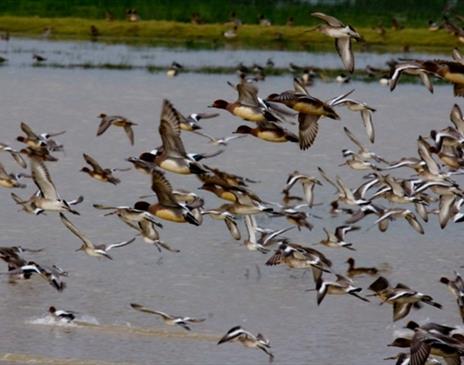 Birding Workshop & Walk: Winter on The Wetlands