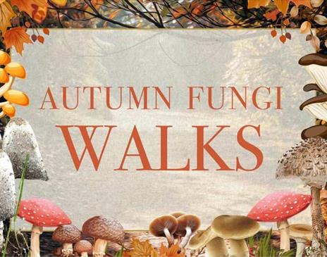 Autumn Fungi Walks