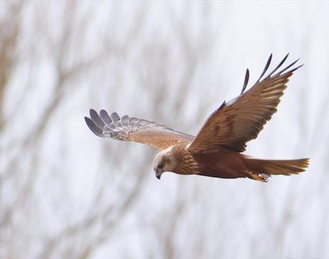 Evening Roost Events