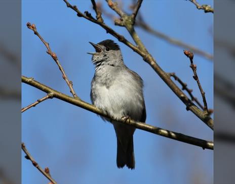 Birdsong Workshop & Walk