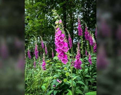 Forest Bathing - Wellbeing in Nature
