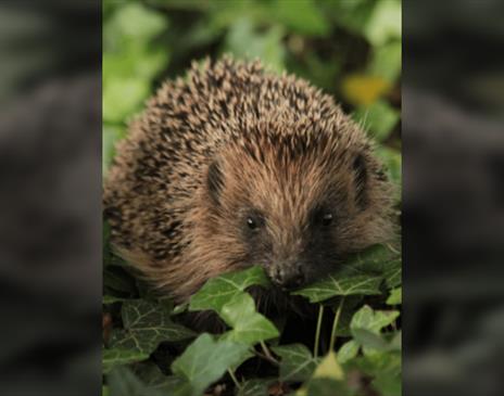 Helping our Hedgehogs