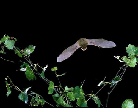 Evening Bat Walks