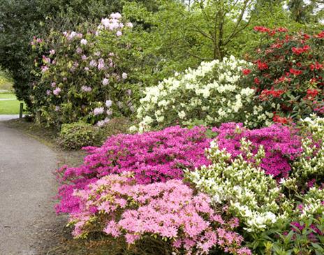 Lilac flowers