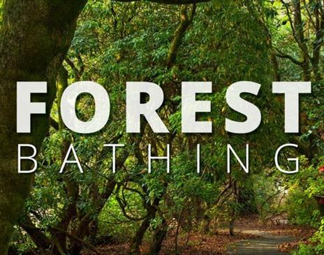 Forest Bathing