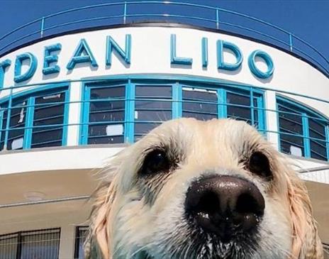 Saltdean Lido Dog Swim 2025 - Labradors